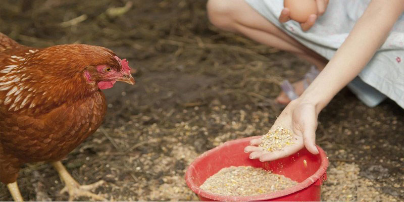 Chú ý để tình trạng sức khỏe của gà khi bổ sung chất dinh dưỡng